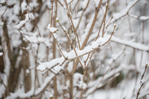 Snow covered twigs and branches.