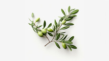 An Olive branch with green olives on it together with green leaves. Set against a white background