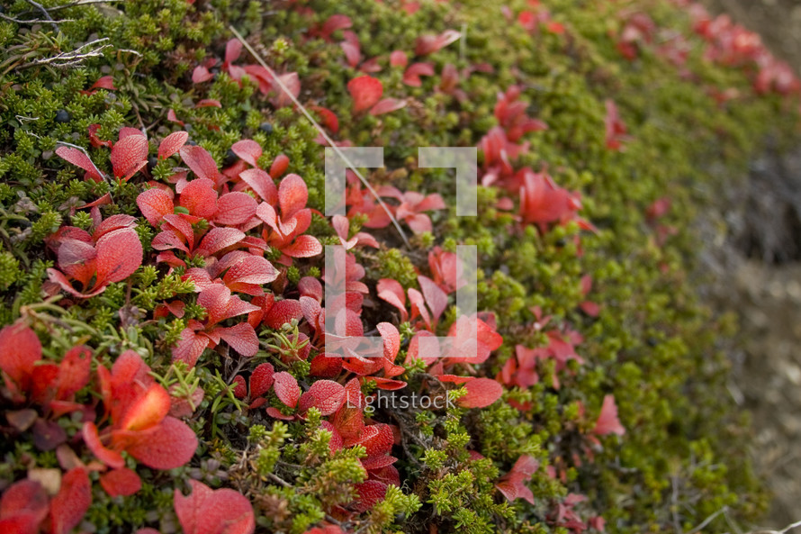 Shrubs with red flowers.