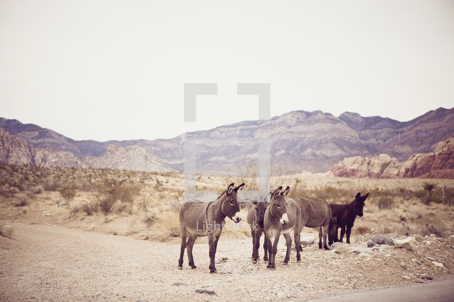 donkeys on desert road - mountains
