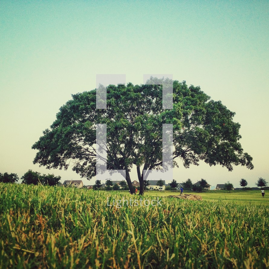 Tree in green field