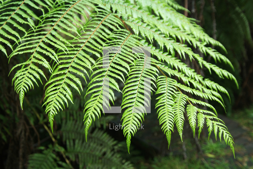 Green fern leaves, forest, nature,