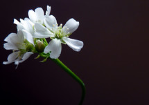 white Venus flower 