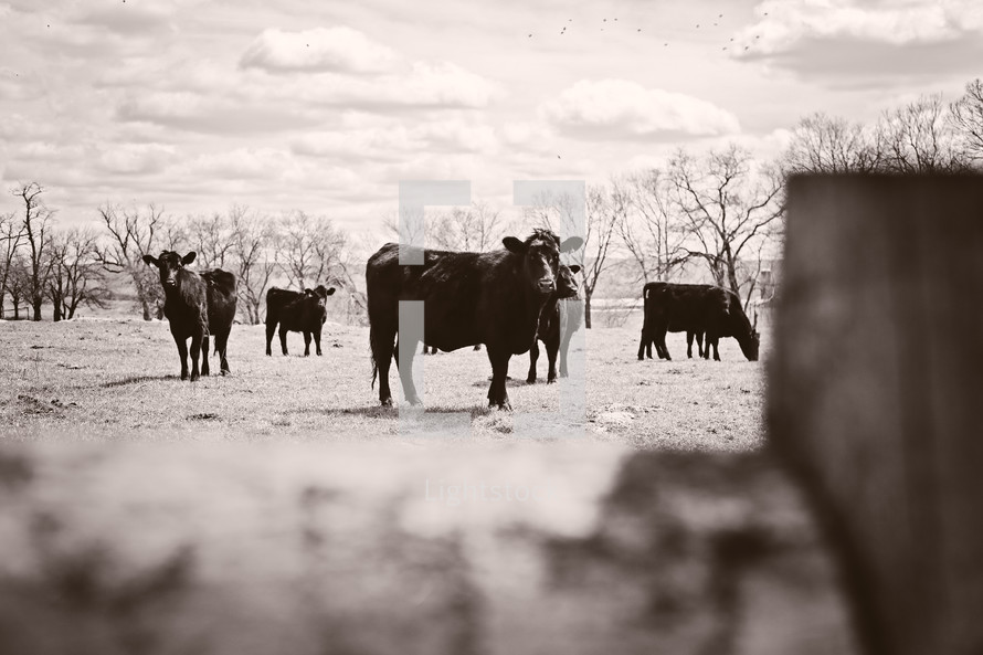 cows on a farm 