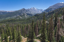 Colorado mountain landscape and forest 