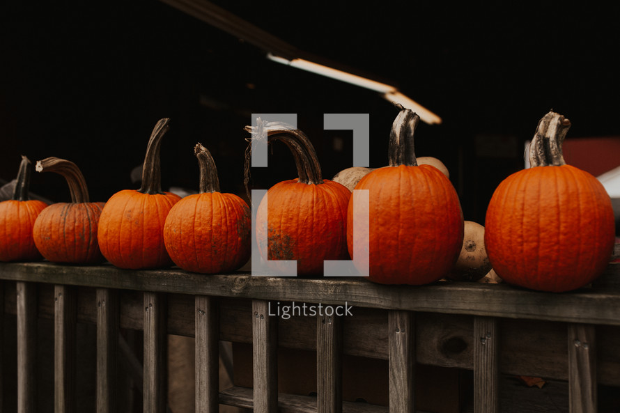 orange pumpkins on a railing 