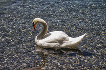 swan on water 