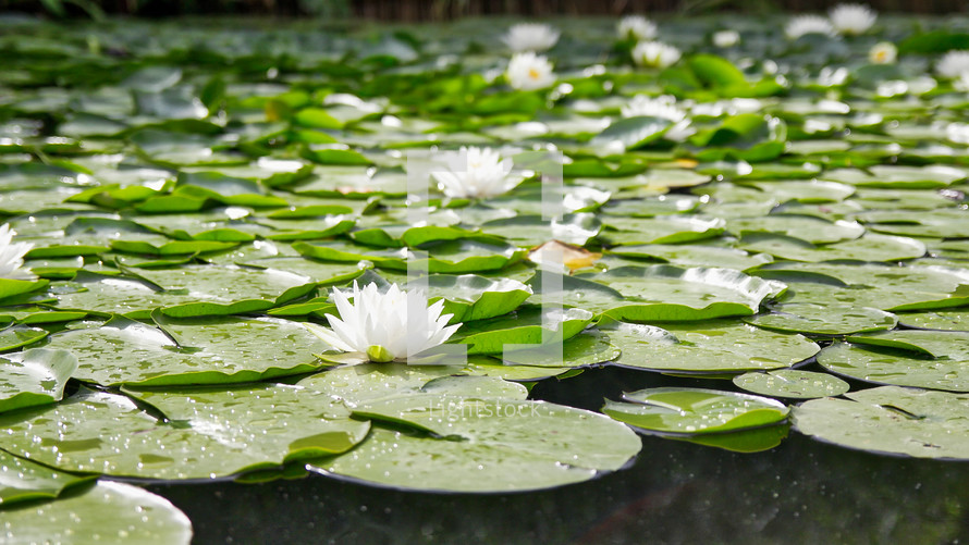 lily pads on a pond 