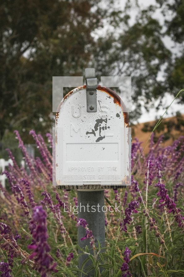 rusty mailbox and purple flowers 