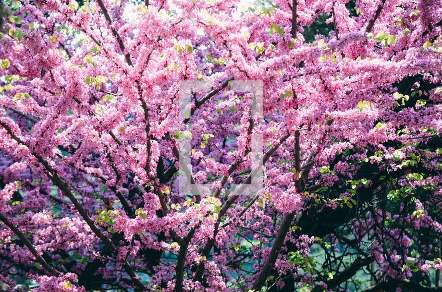 pink spring blossoms on a tree 