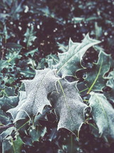 frost on holly leaves 