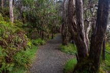 path through a tropical forest 