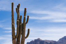 Desert cacti. 
