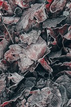 frozen brown leaves on the ground in winter season