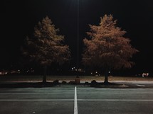 trees in a parking lot at night 