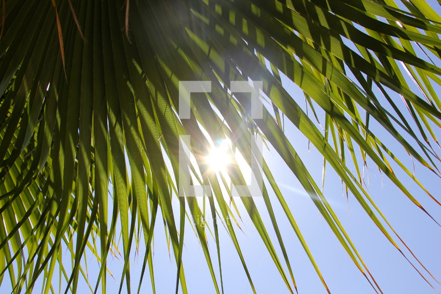 Sun shining through palm tree fronds
