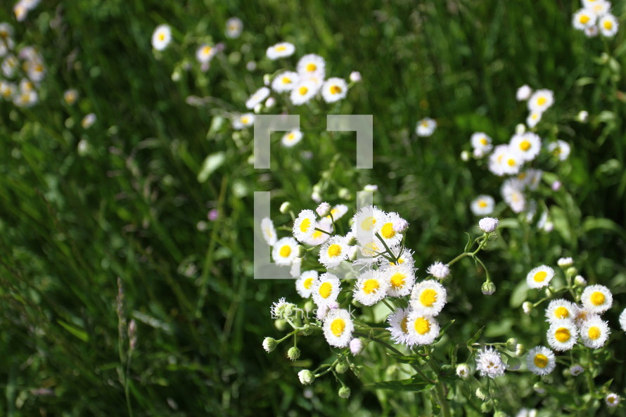 White wildflowers.