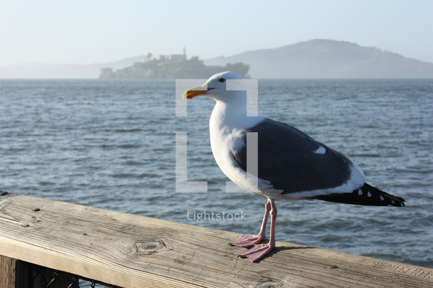 seagull perched on railing 
