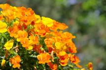 Cascade of yellow and orange pansy flowers in a garden