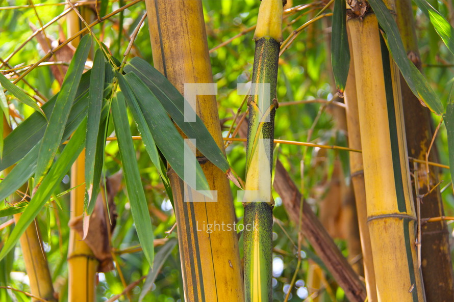 Bamboo growing