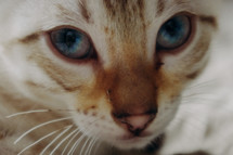 cat eyes 