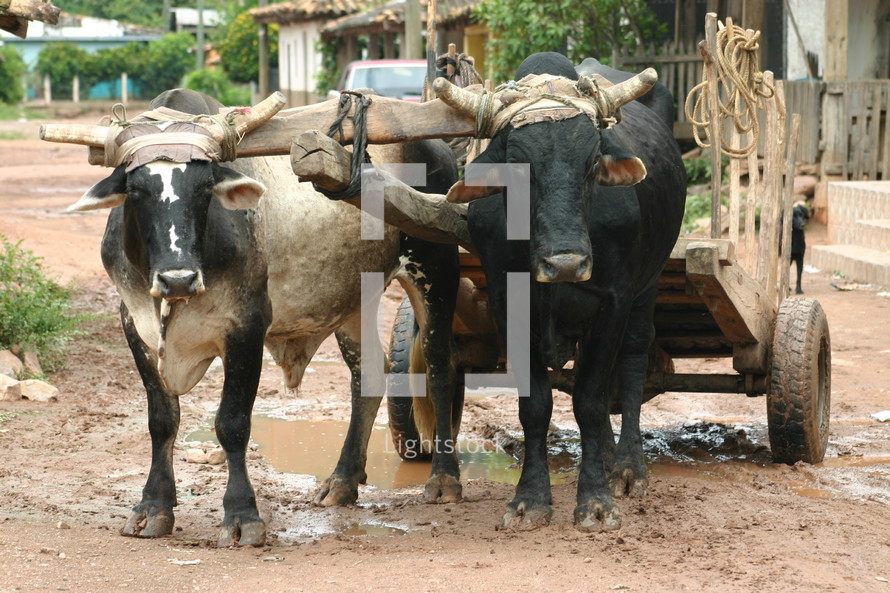 oxen pulling a wagon through muddy street 