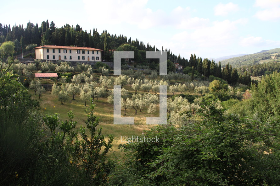 Italian villa in front of olive trees 