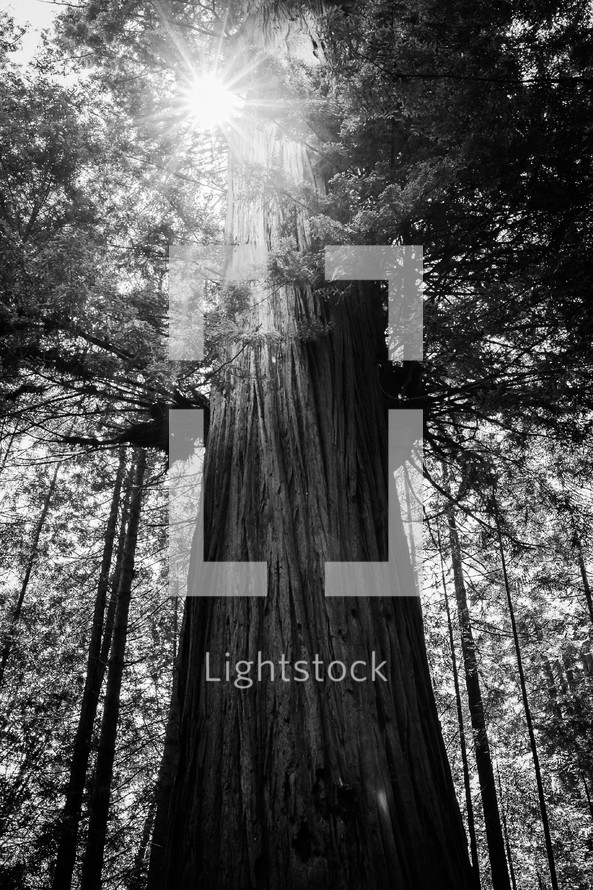 A sunburst above a tree in a forest 