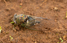 cicada 