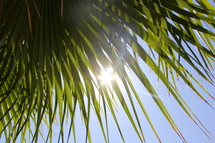 Sun shining through palm tree fronds