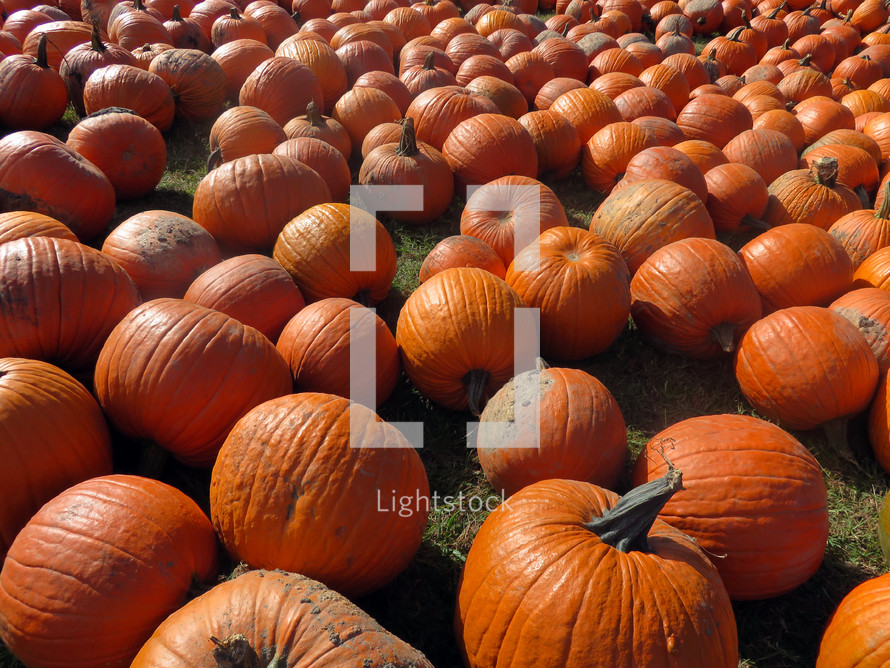 orange pumpkins in pumpkin patch