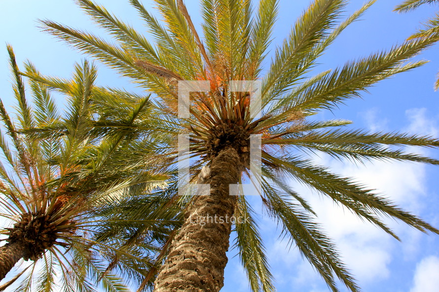 Ground view of date palm trees outside the Damascus Gate Jerusalem