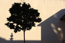 tree and house shadow 