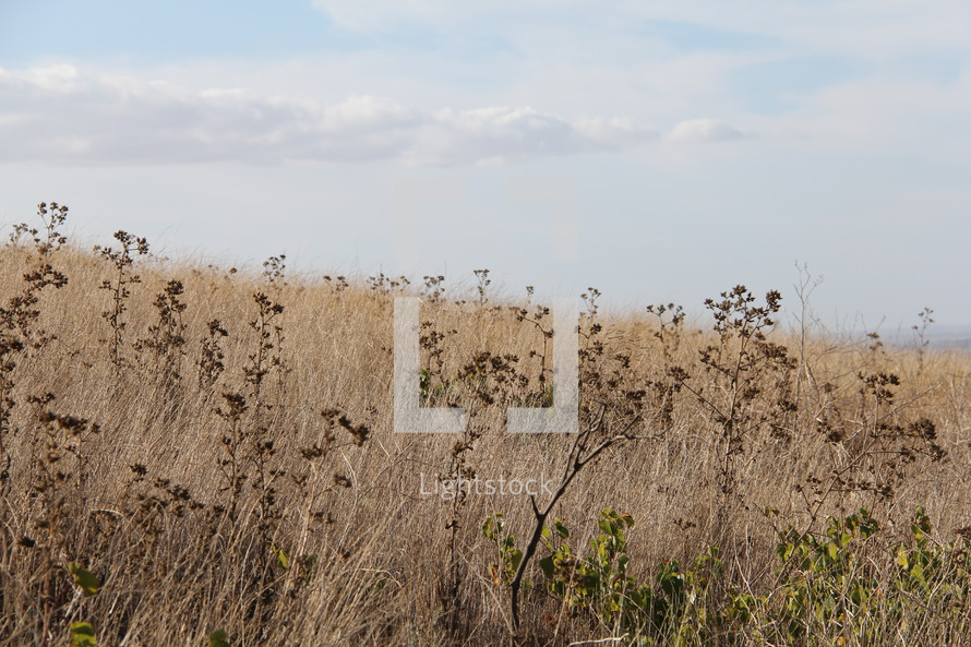 field of dense brown grasses and plants 