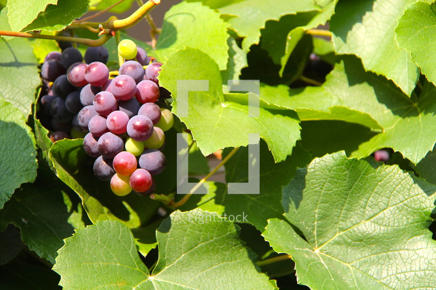 grapes hanging on the vine 