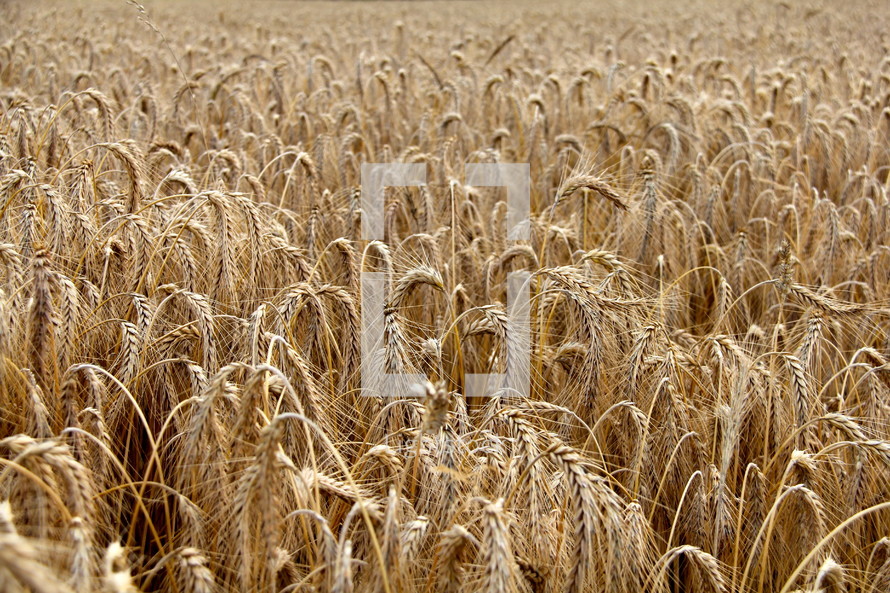 Field of dry golden wheat, ready for harvest