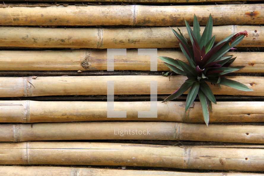 tropical plant and bamboo 