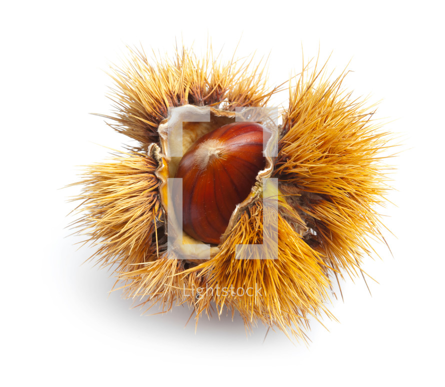 Fruit, chestnut hedgehog isolated on white background.