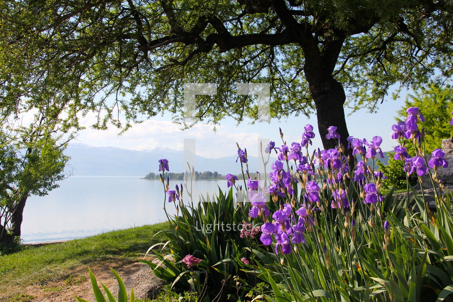 Purple irises blooming beside a lake.