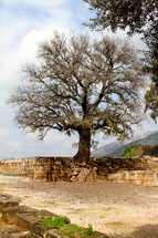 Ancient tree from Biblical times in Israel