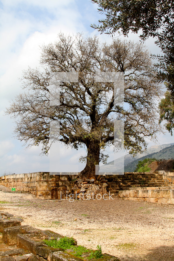 Ancient tree from Biblical times in Israel
