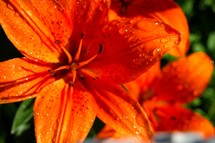 Orange tiger lilies.