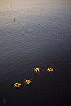 flowers floating in a lake 