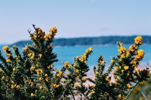 yellow flowers on a bush along a shore 