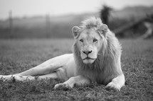 lion lying in the grass
