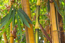 Bamboo growing