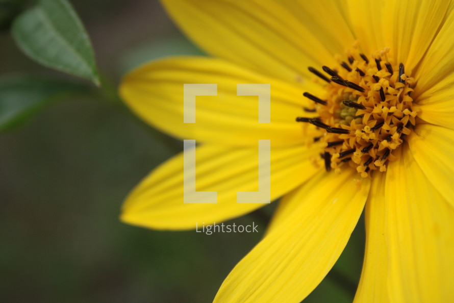 a yellow flower 