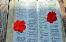 red flowers on the pages of a Bible 