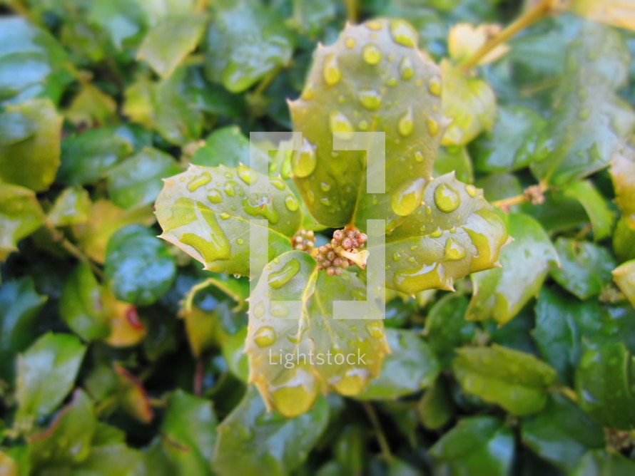 wet holly leaves 
