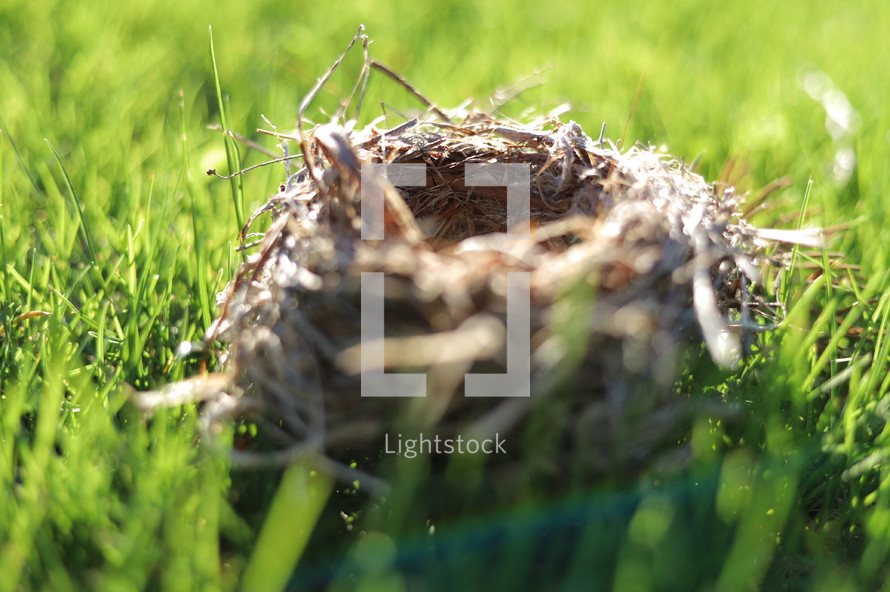 bird's nest on the ground 